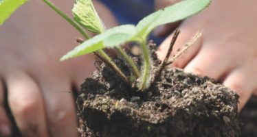 Tigre: ciclo de talleres de huerta abierto a la comunidad