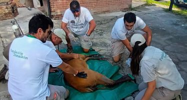 Rescataron un ciervo de los pantanos herido en Escobar