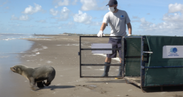 Regresó al mar un lobo marino que fue rescatado con una profunda herida cortante alrededor de su cuello
