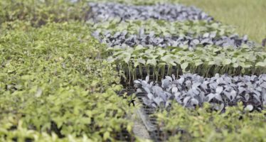 Lanzamiento de Huerta Urbana Bonaerense 2025