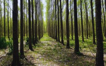 Mejoramiento genético de sauces: un hito en la producción forestal del Delta del Paraná