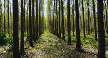 Mejoramiento genético de sauces: un hito en la producción forestal del Delta del Paraná