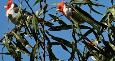 Jornada de liberación de aves provenientes del mascotismo