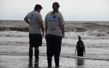 La historia de un pingüino rey que apareció en Pinamar y regresó al mar tras larga recuperación