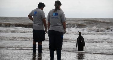 La historia de un pingüino rey que apareció en Pinamar y regresó al mar tras larga recuperación
