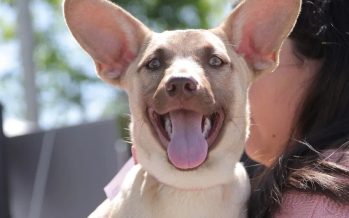 Morón celebra la Semana de los Animales con una campaña gratuita de vacunación antirrábica