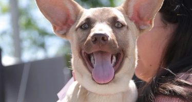 Morón celebra la Semana de los Animales con una campaña gratuita de vacunación antirrábica