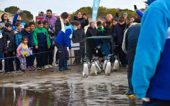 Regresaron al mar 11 pingüinos rescatados