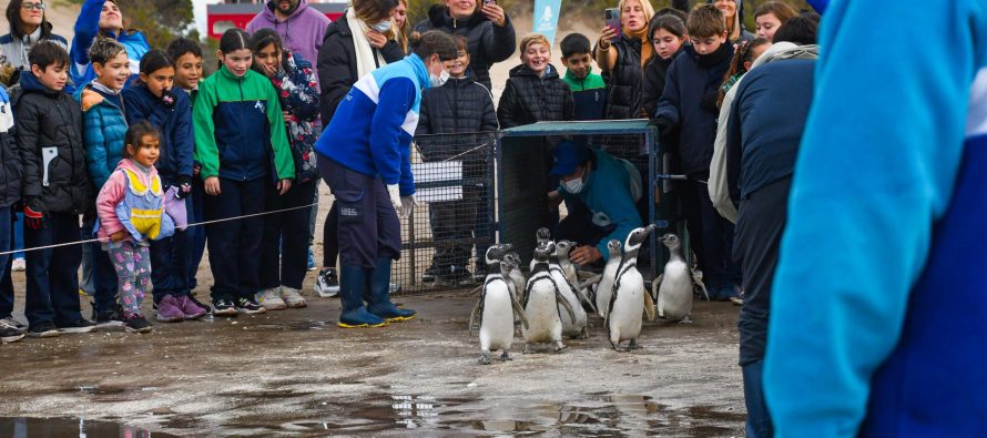 Regresaron al mar 11 pingüinos rescatados