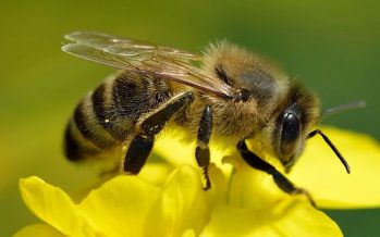 Por qué celebramos el Día Mundial de las Abejas y qué está en juego si desaparecen