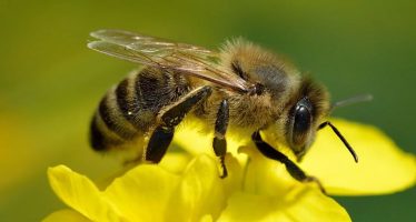 Por qué celebramos el Día Mundial de las Abejas y qué está en juego si desaparecen