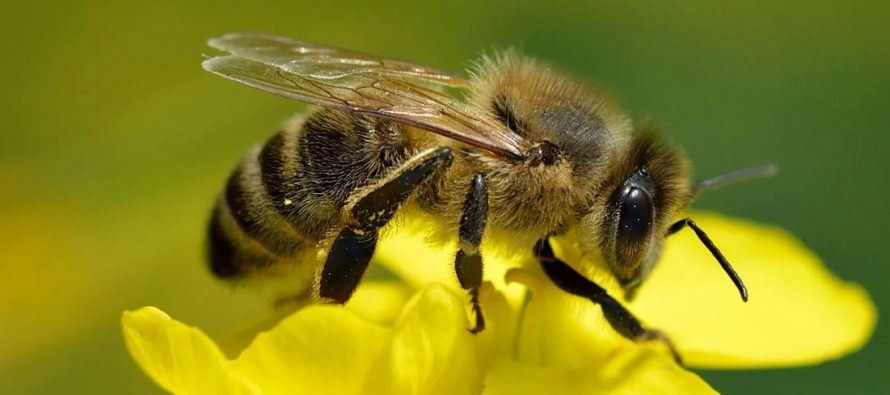 Por qué celebramos el Día Mundial de las Abejas y qué está en juego si desaparecen