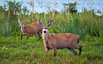 Día Mundial de la Biodiversidad: llamado urgente a la protección de nuestro patrimonio natural