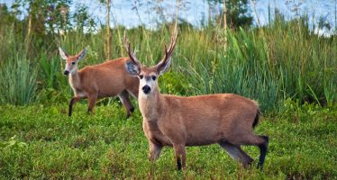 Día Mundial de la Biodiversidad: llamado urgente a la protección de nuestro patrimonio natural