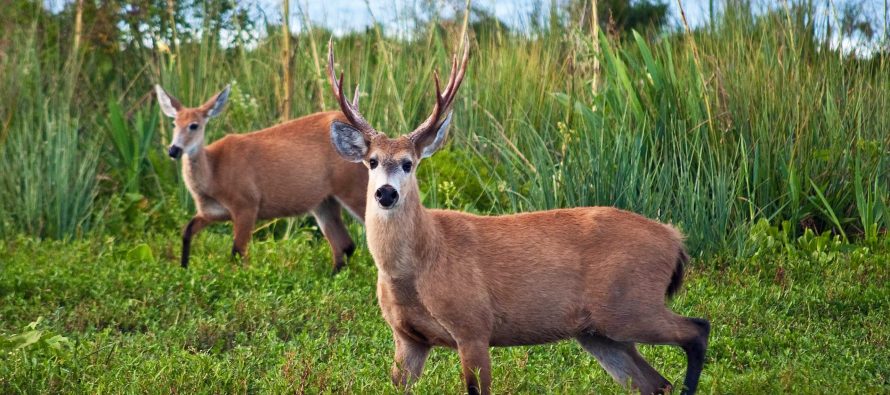 Día Mundial de la Biodiversidad: llamado urgente a la protección de nuestro patrimonio natural