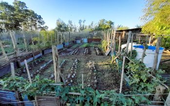 Se intensifica el cultivo en la huerta de Punta Querandí