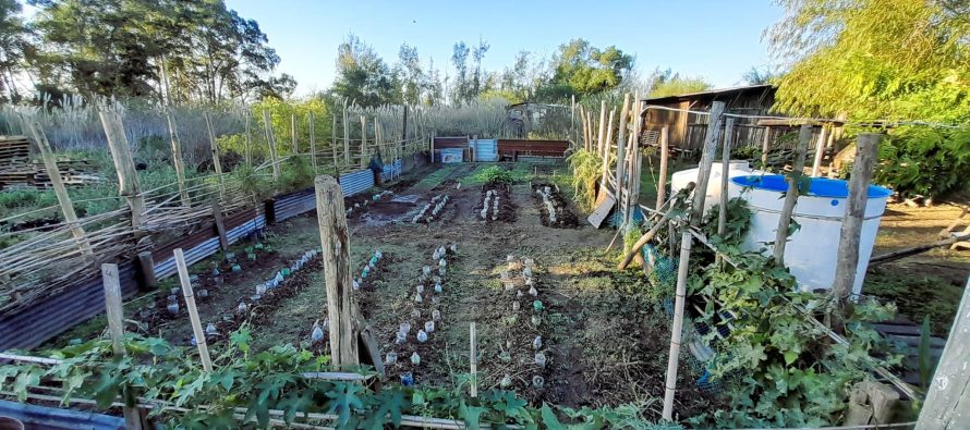 Se intensifica el cultivo en la huerta de Punta Querandí