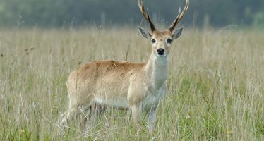 Se aprobó una Ley provincial para la conservación del Venado de las Pampas