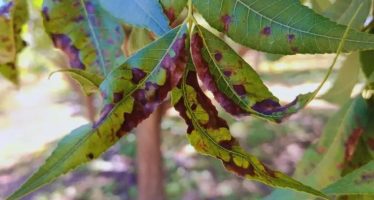 Desarrollan herramienta para cuantificar la mancha negra del pecán