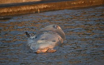 Apareció otra ballena muerta en el Río de la Plata y son dos en una semana