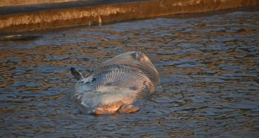Apareció otra ballena muerta en el Río de la Plata y son dos en una semana