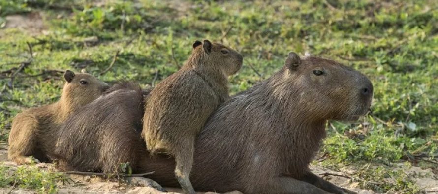 Revocaron la cautelar que protegía a los carpinchos en Nordelta