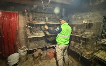 La Plata: rescataron a más de 200 animales que estaban atrapados en una casa