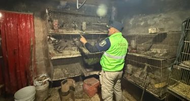 La Plata: rescataron a más de 200 animales que estaban atrapados en una casa