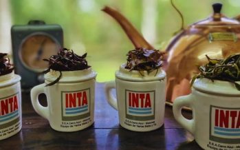 El té argentino obtuvo el sello de indicación geográfica