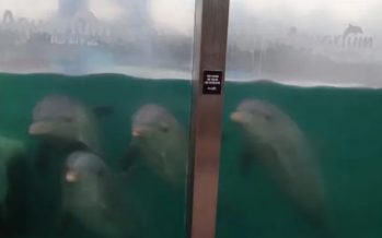 Aquarium de Mar del Plata: organizaciones ambientalistas denuncian que dejaron abandonados delfines y lobos marinos