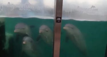 Aquarium de Mar del Plata: organizaciones ambientalistas denuncian que dejaron abandonados delfines y lobos marinos