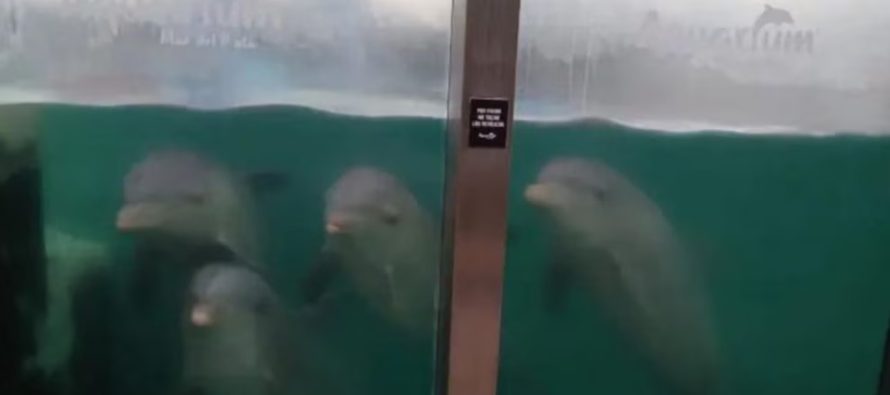 Aquarium de Mar del Plata: organizaciones ambientalistas denuncian que dejaron abandonados delfines y lobos marinos