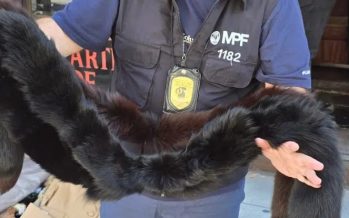 Secuestran tapados y ropa hecha con pieles de animales