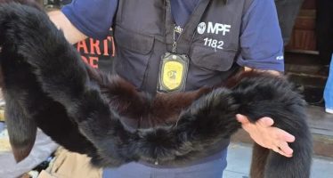 Secuestran tapados y ropa hecha con pieles de animales