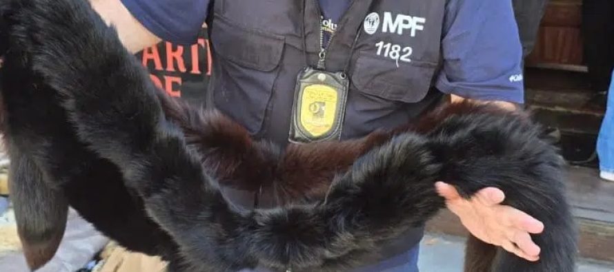 Secuestran tapados y ropa hecha con pieles de animales