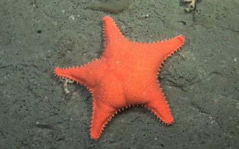 La expedición de científicos del CONICET en Mar del Plata permitió descubrir más de 40 nuevas especies