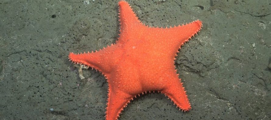 La expedición de científicos del CONICET en Mar del Plata permitió descubrir más de 40 nuevas especies