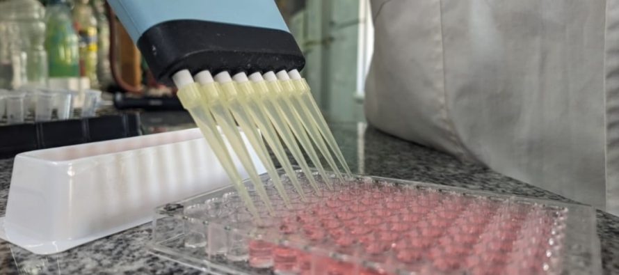 Estudian los factores ambientales que podrían incidir en el desarrollo de la celiaquía