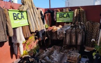 Villa Urquiza: secuestraron más de 200 prendas de pieles de animales exóticos y en peligro de extinción
