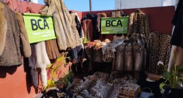 Villa Urquiza: secuestraron más de 200 prendas de pieles de animales exóticos y en peligro de extinción