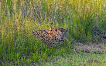 Crece la población de yaguareté y los avistajes son cada vez más frecuentes en Corrientes