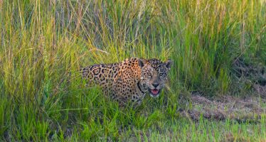 Crece la población de yaguareté y los avistajes son cada vez más frecuentes en Corrientes