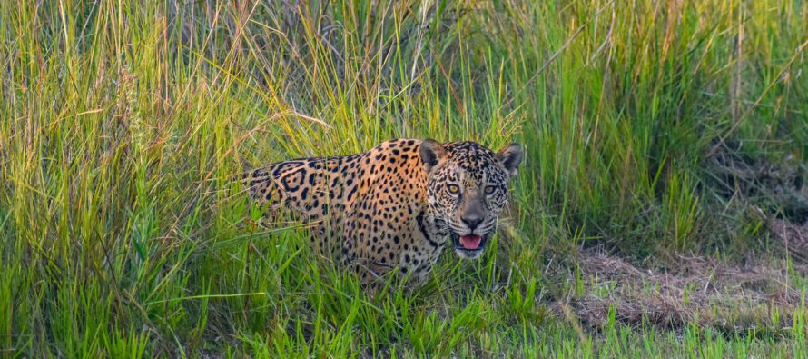 Crece la población de yaguareté y los avistajes son cada vez más frecuentes en Corrientes
