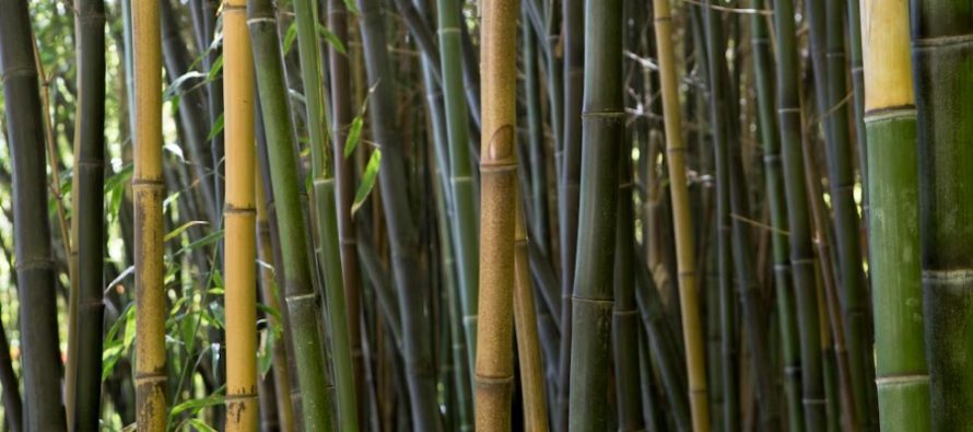 El bambú busca su lugar en el Delta bonaerense