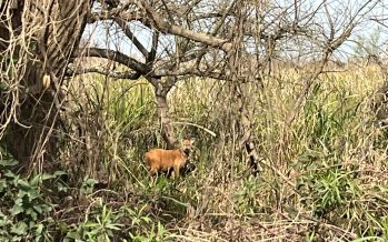 Operativo de monitoreo a un ciervo de los pantanos en el Parque Nacional