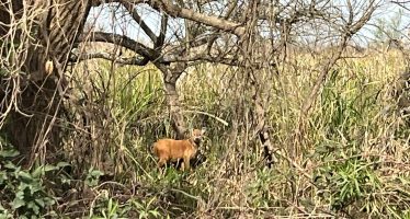 Operativo de monitoreo a un ciervo de los pantanos en el Parque Nacional