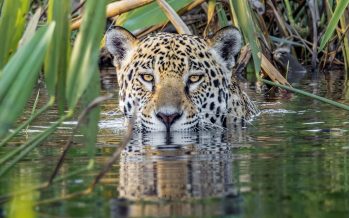 Ríos del Yaguareté: un corredor protegido de vida silvestre sobre la cuenca del río Paraná