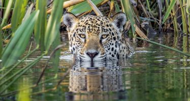 Ríos del Yaguareté: un corredor protegido de vida silvestre sobre la cuenca del río Paraná