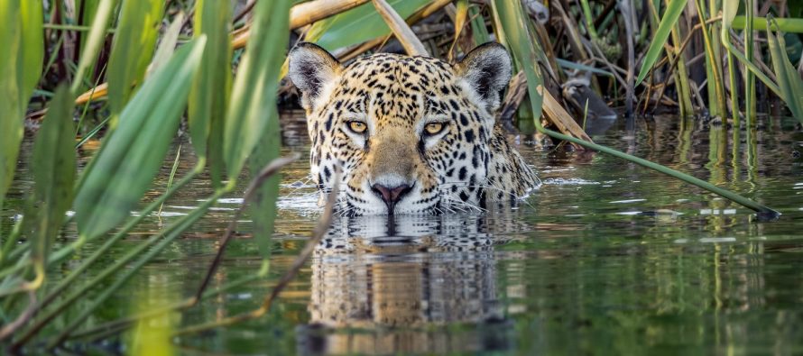 Ríos del Yaguareté: un corredor protegido de vida silvestre sobre la cuenca del río Paraná
