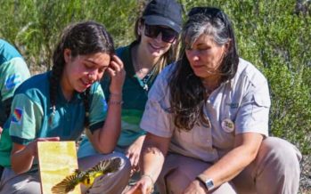 Gira de reinserciones histórica: 15 cardenales amarillos y otras aves vuelven a su hábitat natural en San Luis